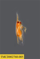 藏品(瓷蟹幼體)的圖片